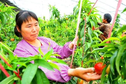 穆家镇积极打造'互联网+智慧农业'新模式，助力农产品网上销售