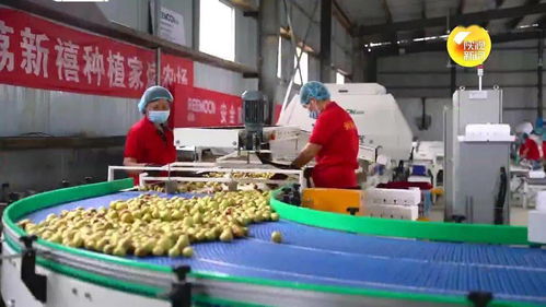 陕西农产品搭上“云梯”走网路，线上销售催生农业新变革