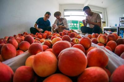 遵化 邮政快递网络铺就‘黄金通道’，助农增收绘就乡村振兴新画卷